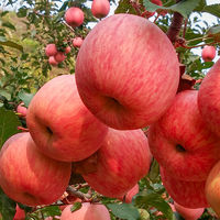 烟台红富士苹果 5斤