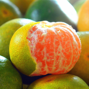 当季新鲜水果无籽青皮蜜橘 9斤