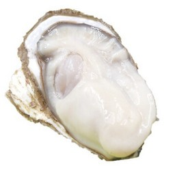 晋村 鲜活乳山牡蛎 约4.5斤(1-2两约33头)