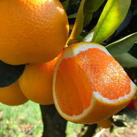 冰糖甜橙 橙子新鲜水果  净果3斤、果径55/60