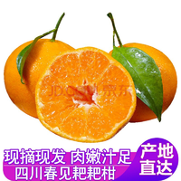橘子 新鲜水果 四川春见耙耙柑 净重5斤大果（果径70mm以上）