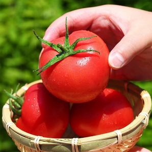 果森源 新鲜沙瓤 攀枝花普罗旺斯西红柿 大果5斤