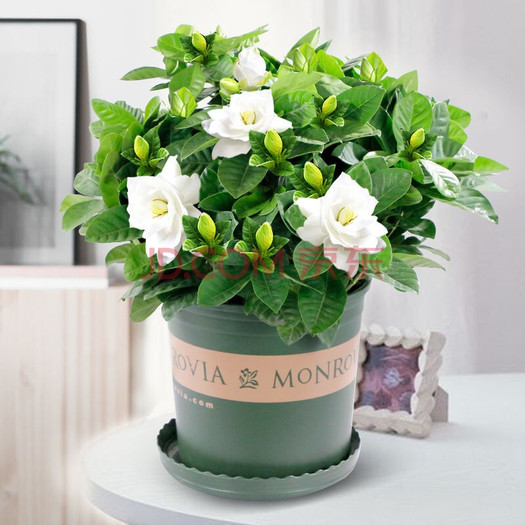 简雪栀子花盆栽带加仑盆98元包邮需用券