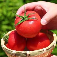 农家现摘西红柿5斤装8.9元