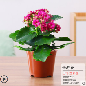 景润赉 长寿花盆栽植物 4.9元（包邮，需用券）