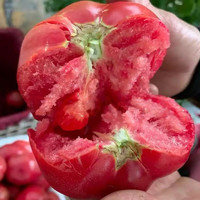 古寨山  海阳普罗旺斯西红柿 4.5斤