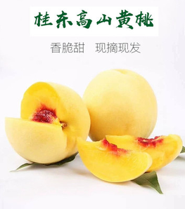 湖南省桂东高山脆甜黄桃当季水果带箱五斤和十斤基地直销-某宝网