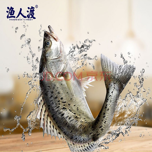 渔人渡 白蕉海鲈鱼 去鳞600-700g/单条装（1.2-1.4斤））*3