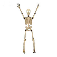 KIDNOAM 人体骨骼拼装模型