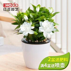 PLUS会员：Hodo 红豆 栀子花 办公室桌面绿植（含盆）
