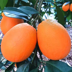 新鲜 脐橙5斤装大果 产地直采