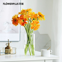 FlowerPlus 花加 产地直发单品鲜花随机色非洲菊10枝