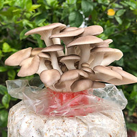 多彩蘑盒 种植平菇菌包
