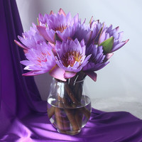 鲜花 紫色睡莲10枝