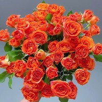 TENFOUR 橙色芭比泡泡玫瑰鲜花（10枝25-30头）