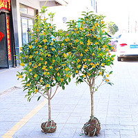 桂花树苗 2年苗 40cm高  2颗