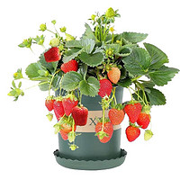 颜美 食用奶油草莓苗（两套）奶油草莓苗2颗+盆+土肥