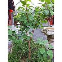 睿格达 菩提树苗 成活高 80厘米高