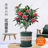 茶花盆栽带花苞 1盆+多伦盆