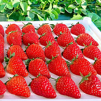 HYOJOO 大凉山 新鲜 红颜99草莓 2.5斤装
