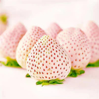 山东青岛淡雪草莓2/4盒装中果香甜多汁整箱包邮