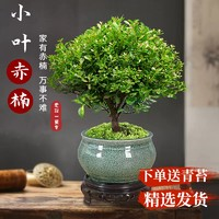 旺语梵 小叶赤楠老桩盆景苗植物花卉微景观水培庭院阳台好养四季常青盆栽