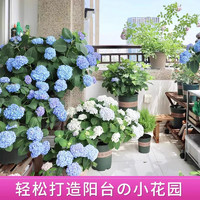 爱你一万年 绣球花苗盆栽花卉无尽夏绣球花盆栽庭院花卉绿植物室内好养 4蓝海