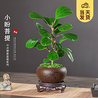 KaiShiguo Plants 开时果 小盼菩提盆栽中式禅意植物办公室内桌面小绿植盆景 舍得盆+苔藓+底托 小盼菩提