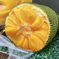 Kaooseen 靠森 海南老树菠萝蜜  30-35斤/1个
