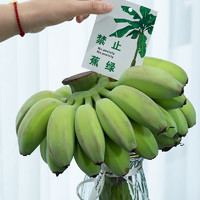 禁止蕉绿 水培苹果蕉 1件装 约7斤