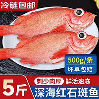 鱼七郎红石斑鱼 5斤