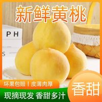 户之农现摘黄桃新鲜水果桃子黄毛桃1.8-4.8斤时令非水蜜桃油桃
