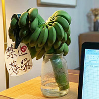 果仙享 禁止蕉绿快乐水培香蕉 7- 8斤