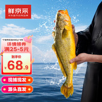 鲜京采 冰鲜黄鱼400g*4条(净重1.6kg) 宁德特产 地标源头直发