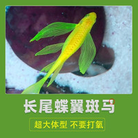 蝶翼斑马鱼 随机2条 3-5cm