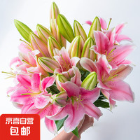 某东鲜花 混色百合花 10个花苞（3-5支）+送保鲜剂