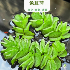 鱼缸水草兔耳萍2棵