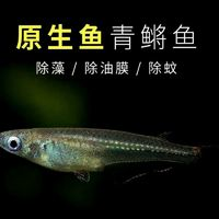 正宗桂系青鳉 除油膜青鳉鱼 1~2cm 25条