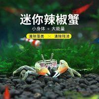 迷你辣椒蟹 可混养 胆子小 单身一只