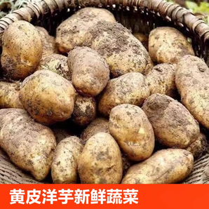 IV新鲜现挖土豆农产品黄心洋芋马铃薯土豆蔬菜粉糯香甜