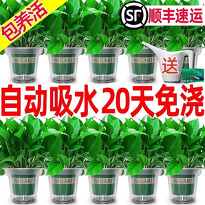 绿萝盆栽花卉植物室内吸甲醛净化空气长藤垂吊兰绿箩水培绿植客厅