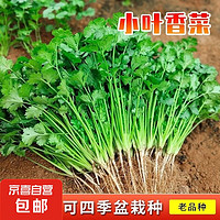 JX 京喜 小叶香菜种子1包约1000粒