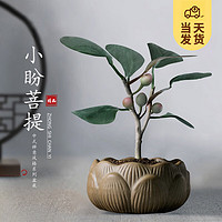 KaiShiguo Plants 开时果 小盼菩提盆栽（带果发货）中式禅意植物办公室内桌面小绿植盆景 莲花盆+黄金沙（3-5颗大果）