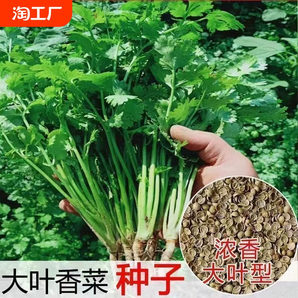 香菜种子四季种植蔬菜种子菜籽阳台花盆菜孑番茄辣椒小香葱