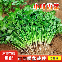 JX 京喜 调料菜种子四季易种耐热阳台盆栽蔬菜种子南北通种 小叶香菜种子1包约1000粒 一包约1000粒