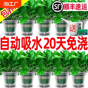 绿萝盆栽花卉植物室内吸甲醛净化空气长藤垂吊兰绿箩水培绿植客厅