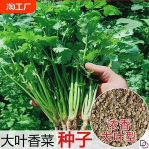 大叶香菜种子四季种植蔬菜种子菜籽阳台花盆菜孑辣椒小香葱水果