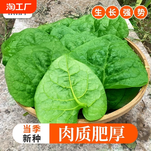 肥厚大叶木耳菜种子蔬菜种籽四季种孑夏季菜苗小青菜阳台盆栽菜种