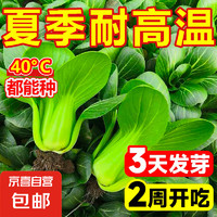 其他等 上海青小油菜 1包约1000粒