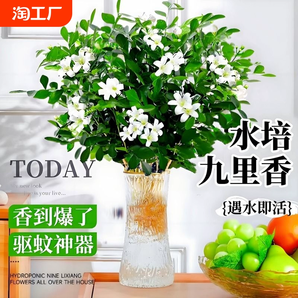 九里香盆栽水培植物驱蚊竹室内浓香茉莉花卉带花苞栀子花好养绿植